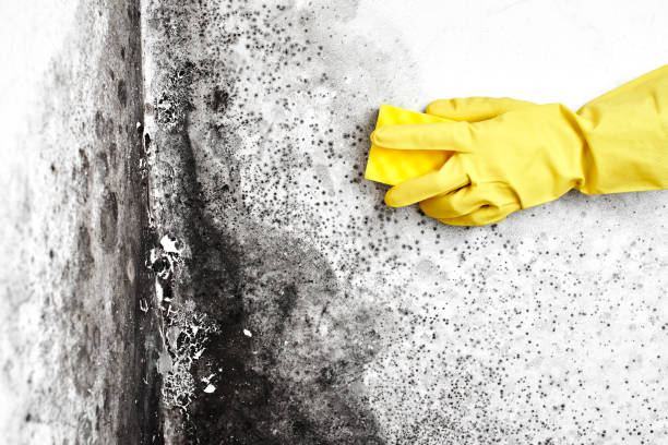 Best Residential Mold Removal  in Jennings Lodge, OR
