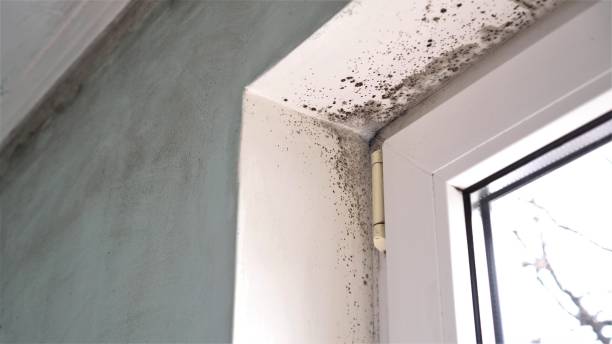 Best Emergency Mold Removal  in Jennings Lodge, OR