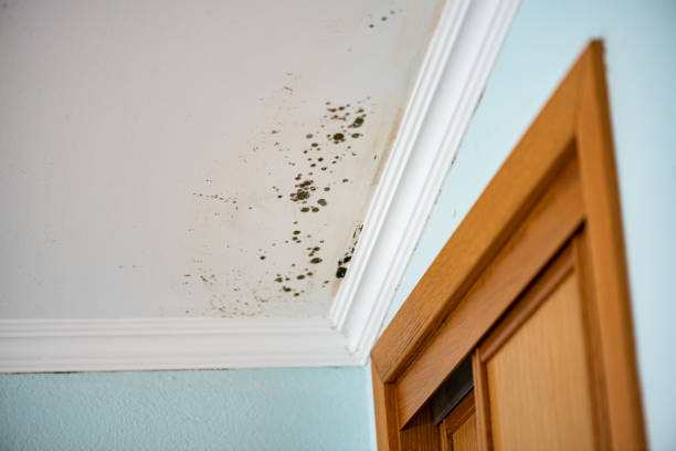 Best Best Mold Removal Companies  in Jennings Lodge, OR